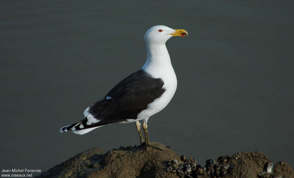 Great Black-backed Gulladult breeding