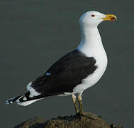 Great Black-backed Gull