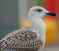 Great Black-backed Gull