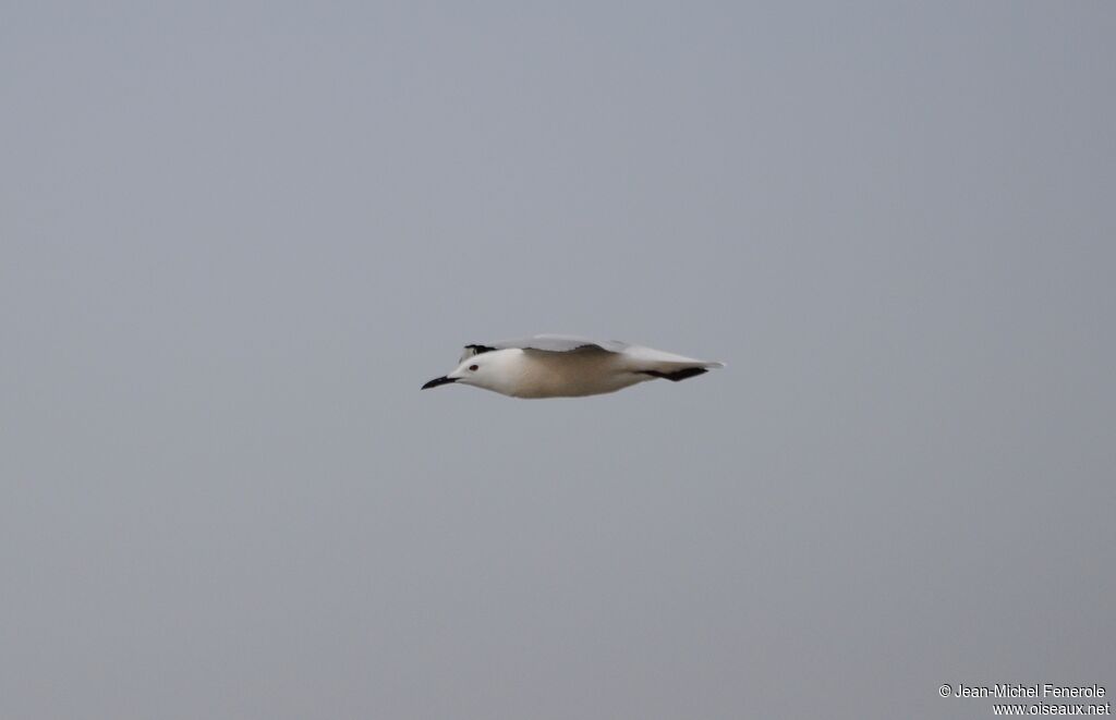 Slender-billed Gull