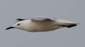 Slender-billed Gull