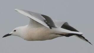 Slender-billed Gull