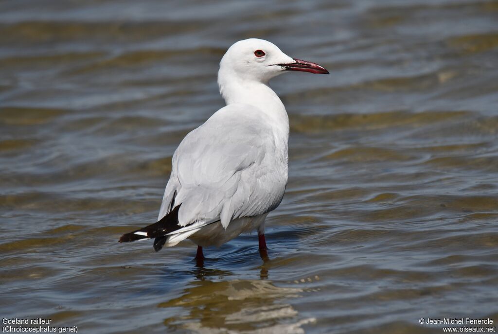 Slender-billed Gull