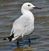 Slender-billed Gull