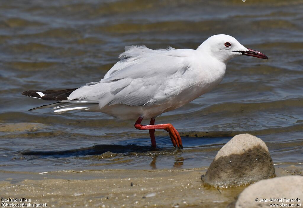 Slender-billed Gull