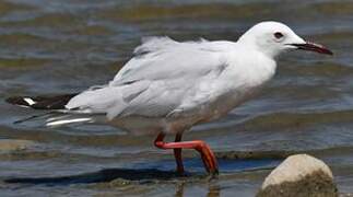 Slender-billed Gull