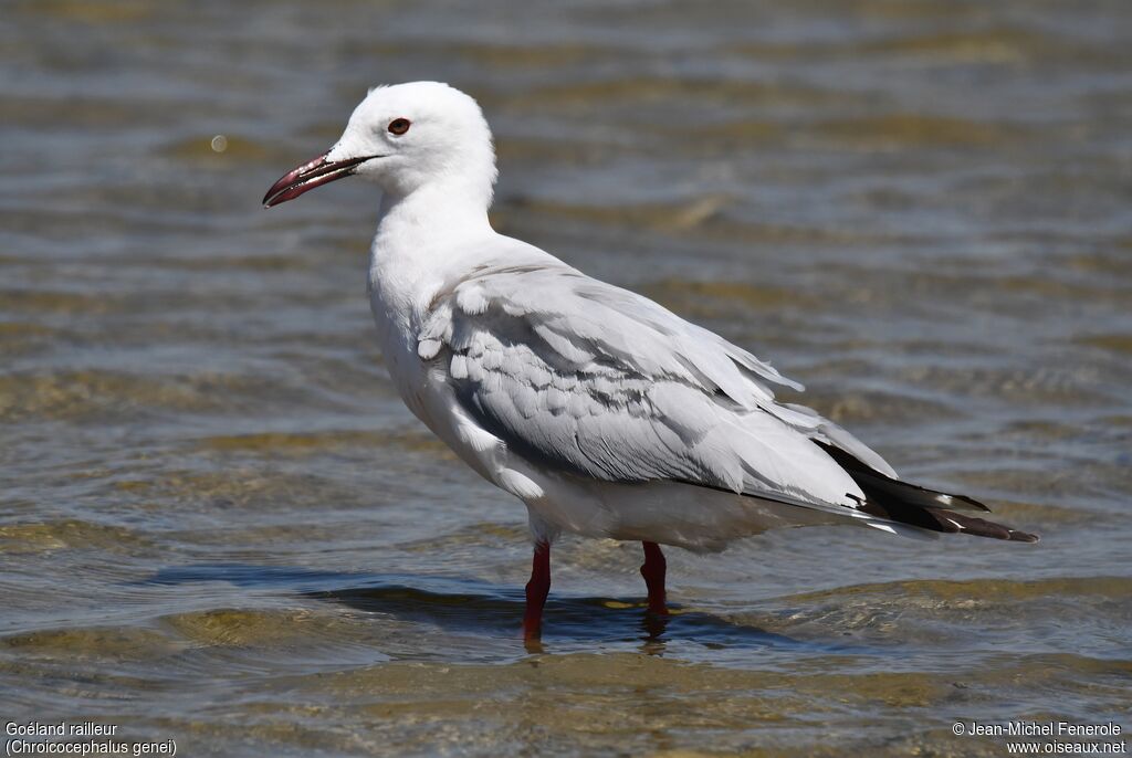 Slender-billed Gull