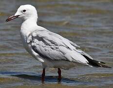 Slender-billed Gull