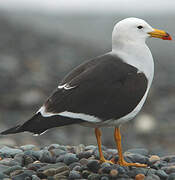 Belcher's Gull