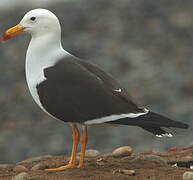 Belcher's Gull