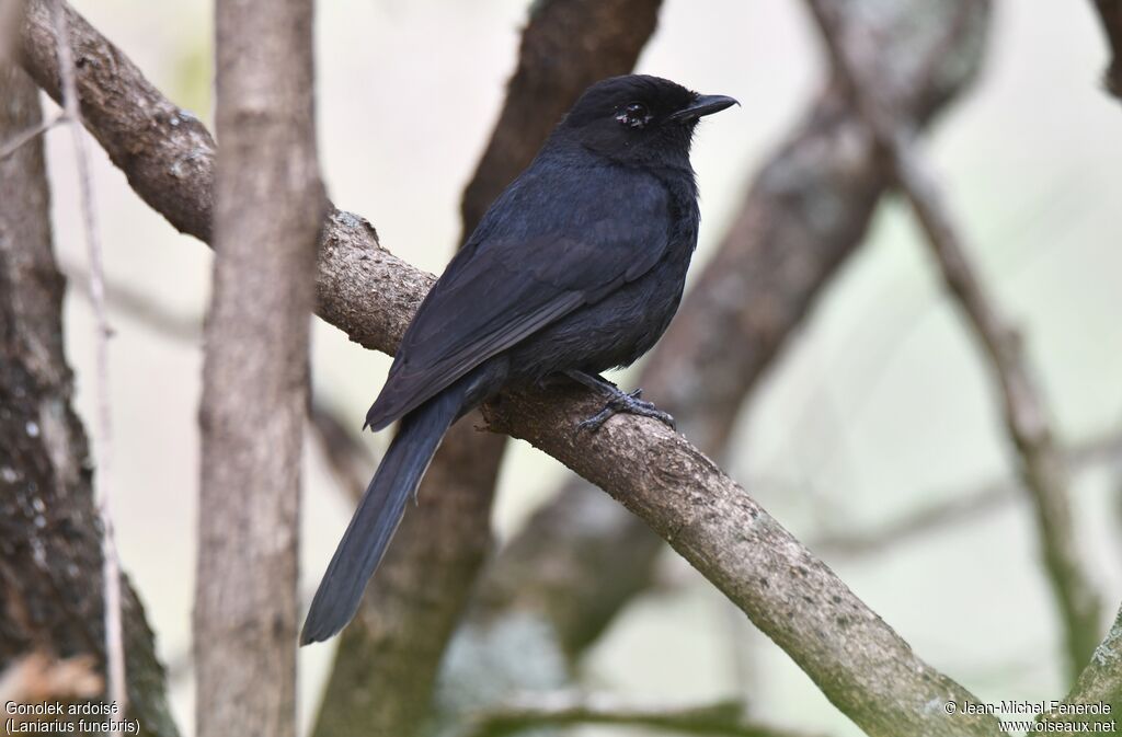 Slate-colored Boubou