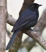 Slate-colored Boubou