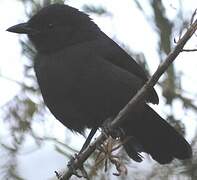 Slate-colored Boubou