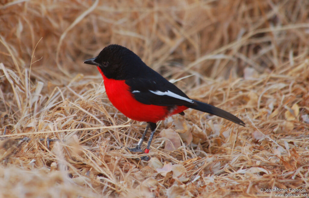 Crimson-breasted Shrike