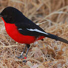 Gonolek rouge et noir
