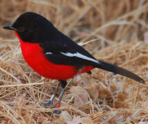 Gonolek rouge et noir