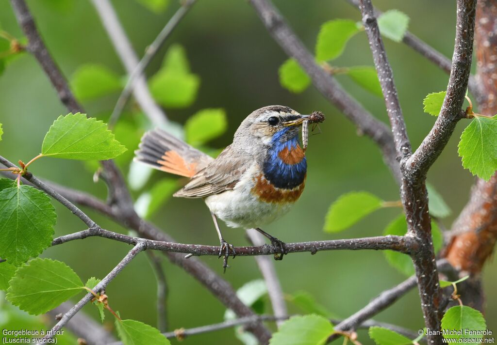 Gorgebleue à miroir mâle, pêche/chasse