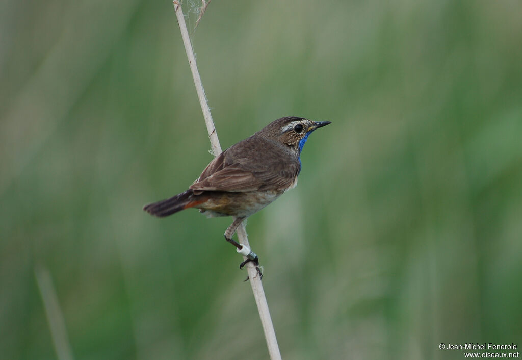 Bluethroat