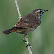 Bluethroat