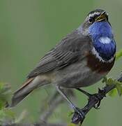 Bluethroat