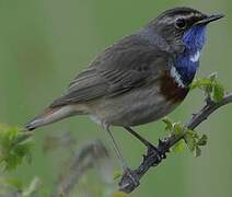 Bluethroat