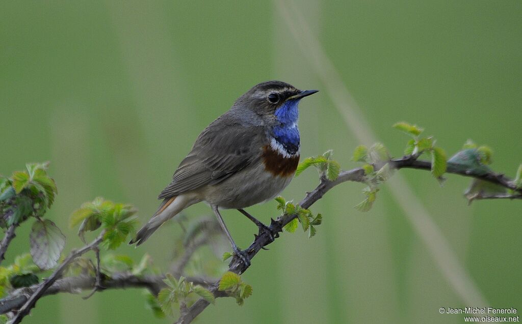 Bluethroat