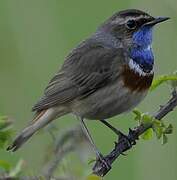 Bluethroat