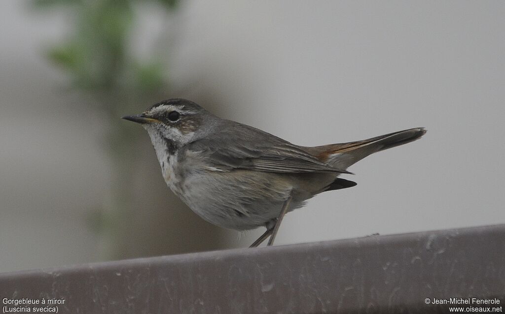 Bluethroat