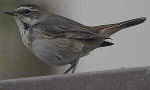 Bluethroat