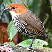 Chestnut-crowned Antpitta