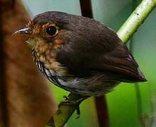 Ochre-breasted Antpitta