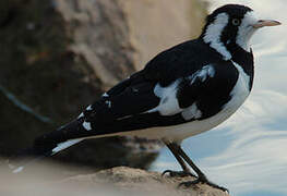 Magpie-lark