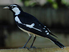 Magpie-lark