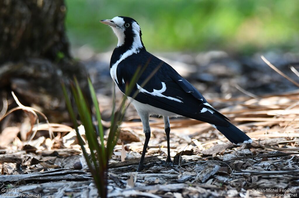 Magpie-lark