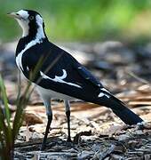 Magpie-lark