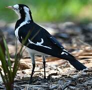 Magpie-lark