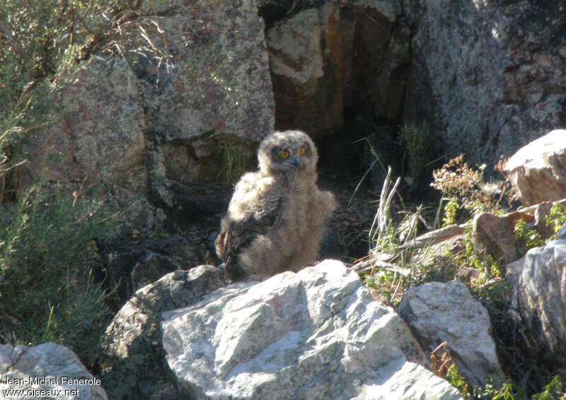 Eurasian Eagle-OwlPoussin, identification