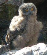 Eurasian Eagle-Owl