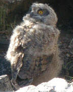 Eurasian Eagle-Owl