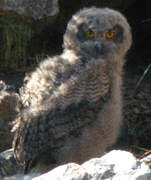 Eurasian Eagle-Owl