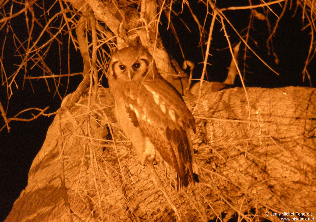 Verreaux's Eagle-Owl