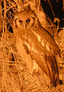 Verreaux's Eagle-Owl