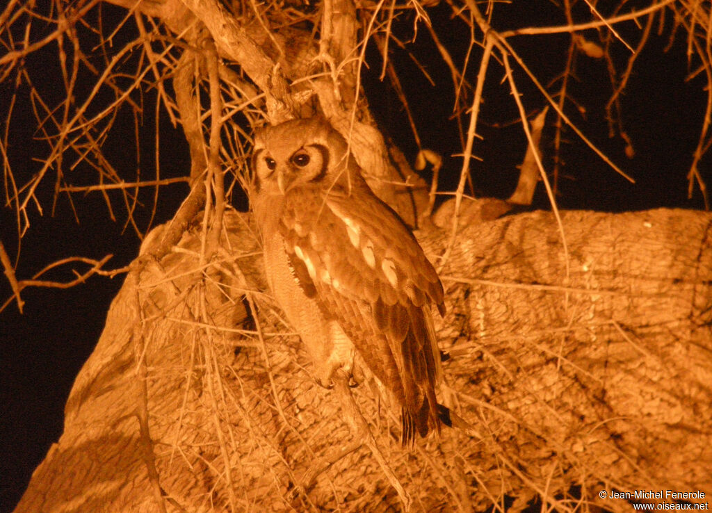 Verreaux's Eagle-Owl