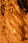 Verreaux's Eagle-Owl