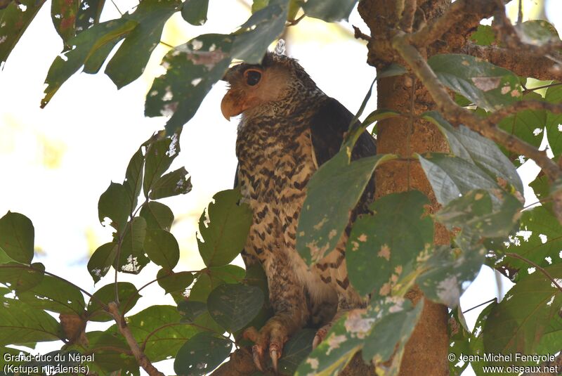 Spot-bellied Eagle-Owl