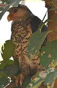 Spot-bellied Eagle-Owl