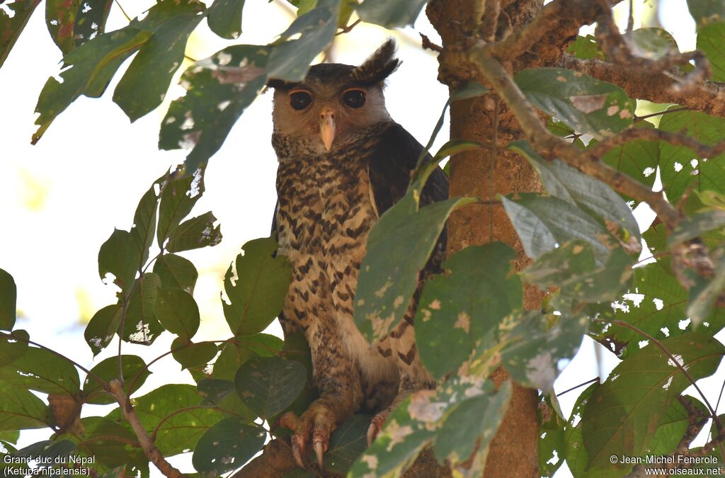 Spot-bellied Eagle-Owl