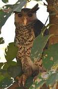 Spot-bellied Eagle-Owl