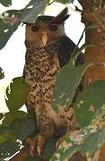 Spot-bellied Eagle-Owl