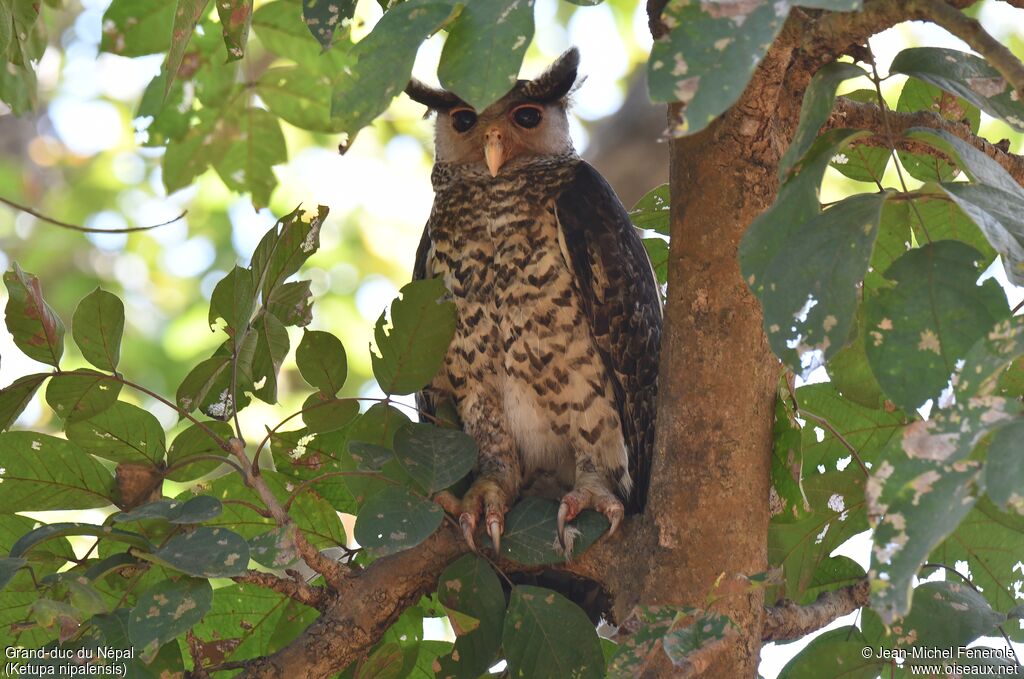 Spot-bellied Eagle-Owl